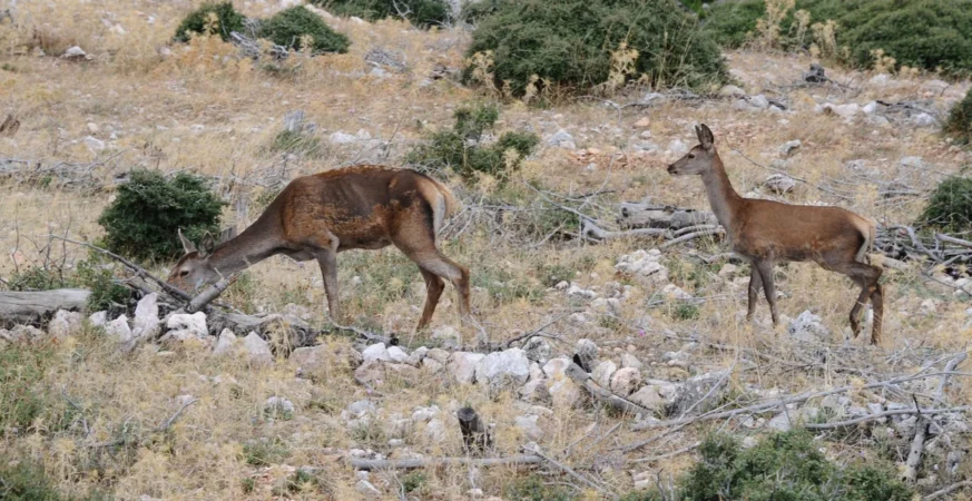 Κόκκινα ελάφια στην Πάρνηθα καθώς ο πληθυσμός του είδους παρουσιάζει δραματική μείωση τα τελευταία χρόνια.