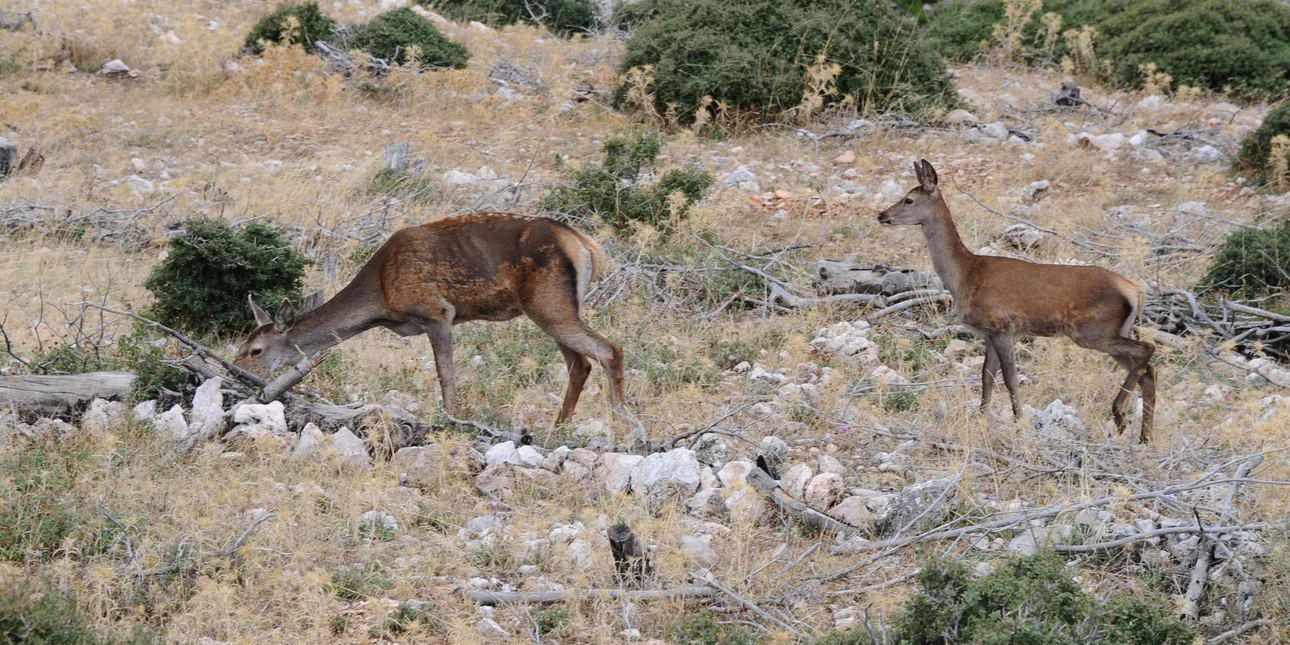 Κόκκινα ελάφια στην Πάρνηθα καθώς ο πληθυσμός του είδους παρουσιάζει δραματική μείωση τα τελευταία χρόνια.