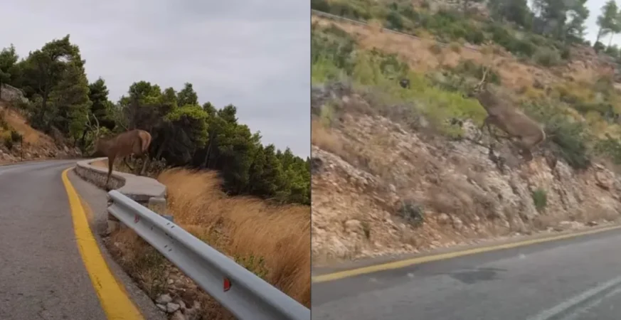 Αρσενικό ελάφι διασχίζει δρόμο στην Πάρνηθα